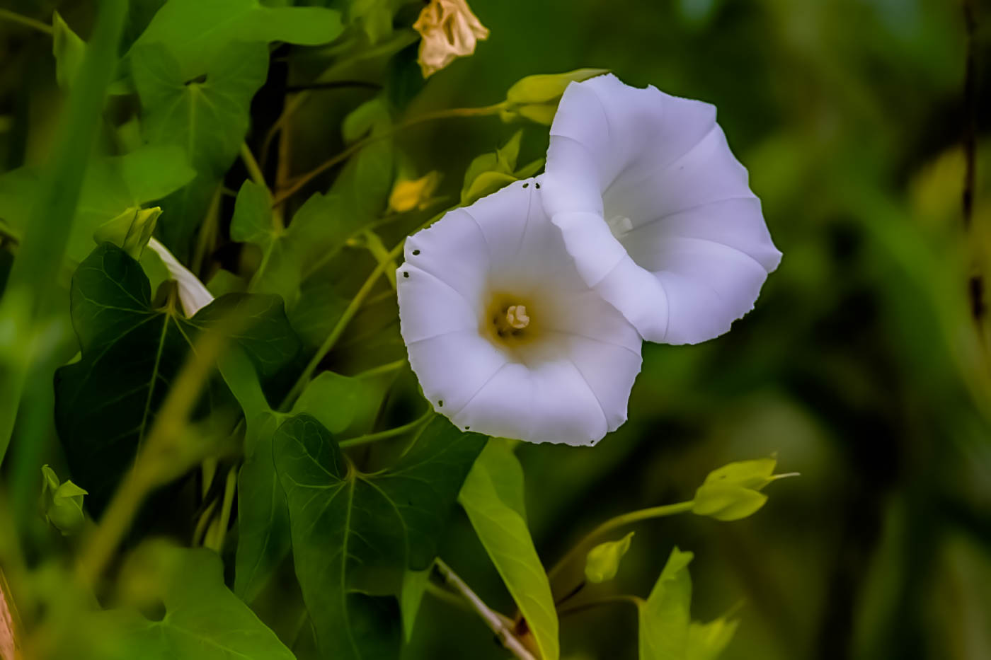 Image of Calystegia sepium specimen.