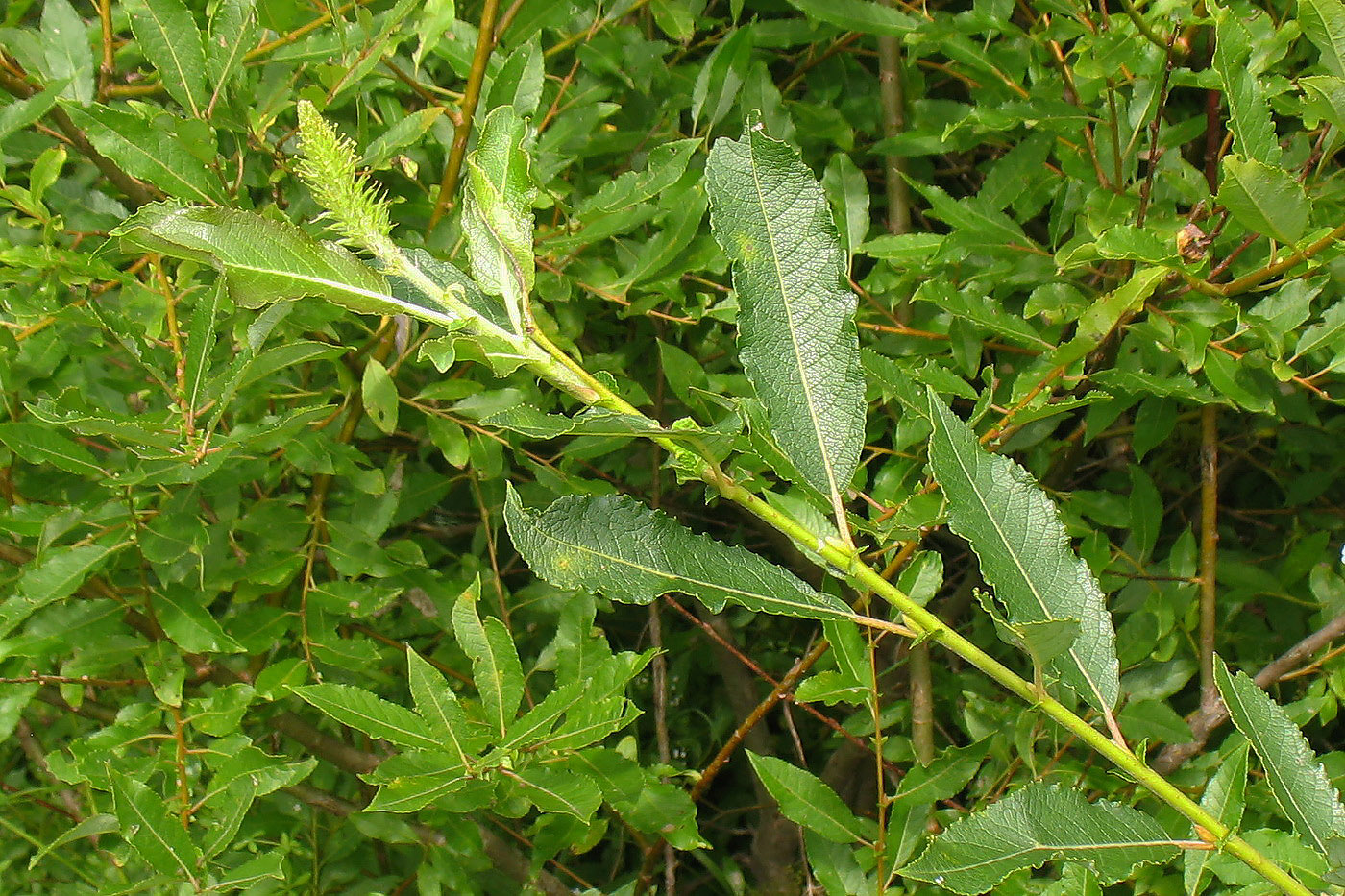 Image of Salix myrsinifolia specimen.