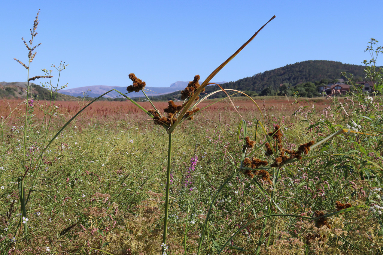 Image of Cyperus glomeratus specimen.