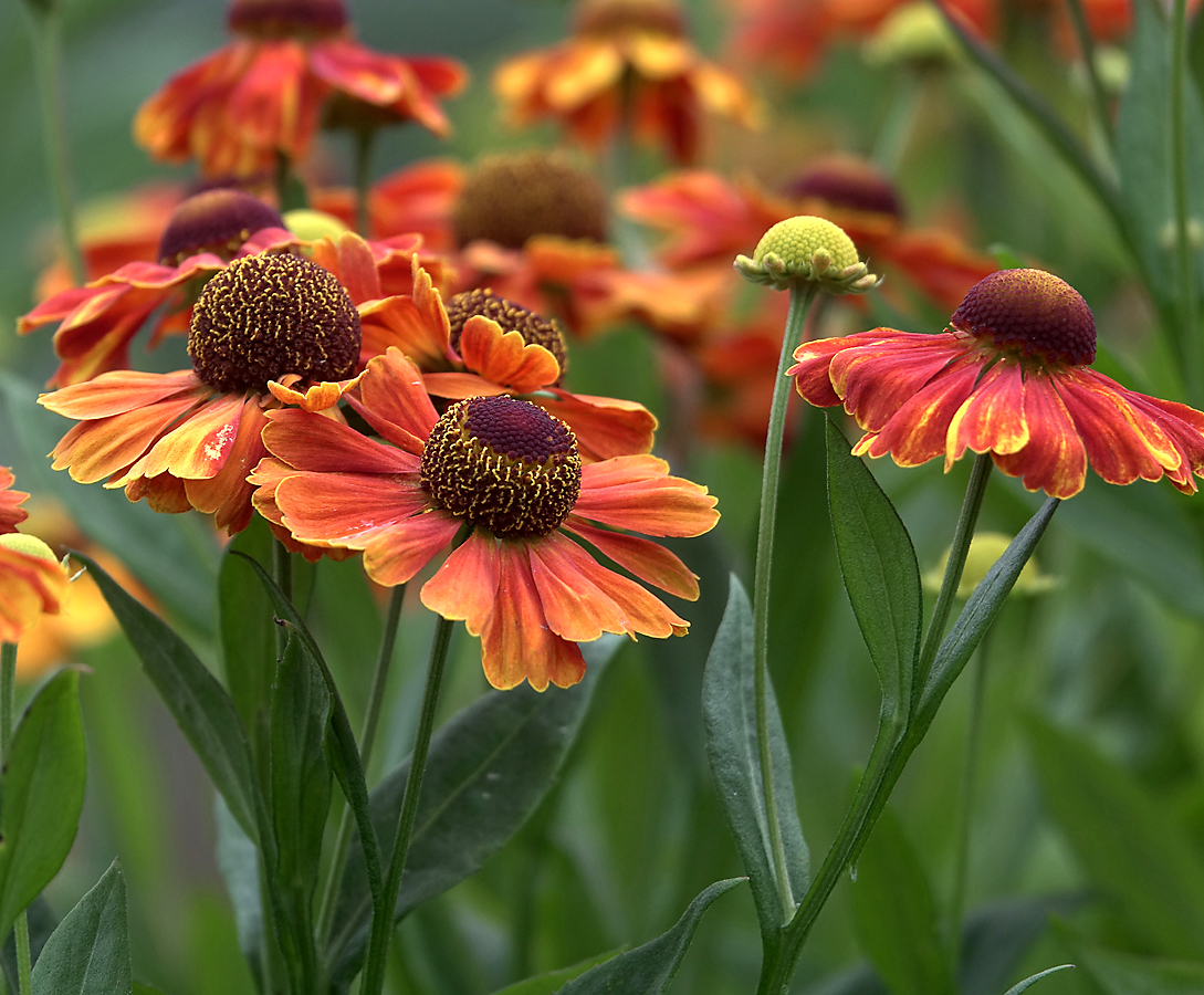 Image of Helenium autumnale specimen.