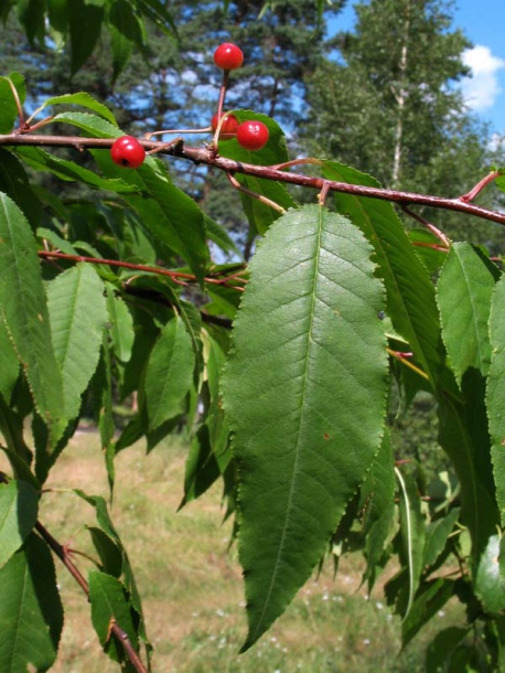 Изображение особи Cerasus pensylvanica.