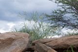 Gomphocarpus tomentosus. Верхушка цветущего растения. Намибия, регион Khomas, ок. 40 км западнее г. Виндхук, \"Eagle Rock Guest Farm\"; плато Khomas, ок. 1900 м н.у.м., саванновое редколесье. 27.02.2020.