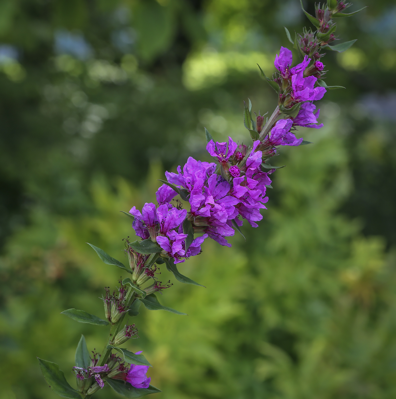 Изображение особи род Lythrum.