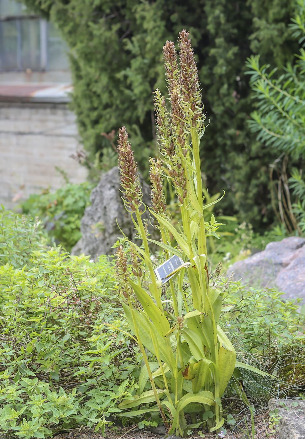 Изображение особи Dactylorhiza urvilleana.