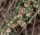 Colletia spinosissima. Часть ветки с бутонами и цветками. Перу, регион Куско, археологический комплекс \"Писак\", средняя часть склона восточной экспозиции, обочина пешеходной тропы. 12.10.2019.