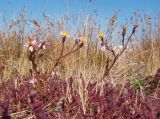 Tripolium pannonicum. Цветущие растения среди Salicornia perennans. Краснодарский край, м/о город-курорт Анапа, окр. станицы Благовещенская, Витязевская коса, периодически затапливаемое солёной водой место. 12.10.2019.