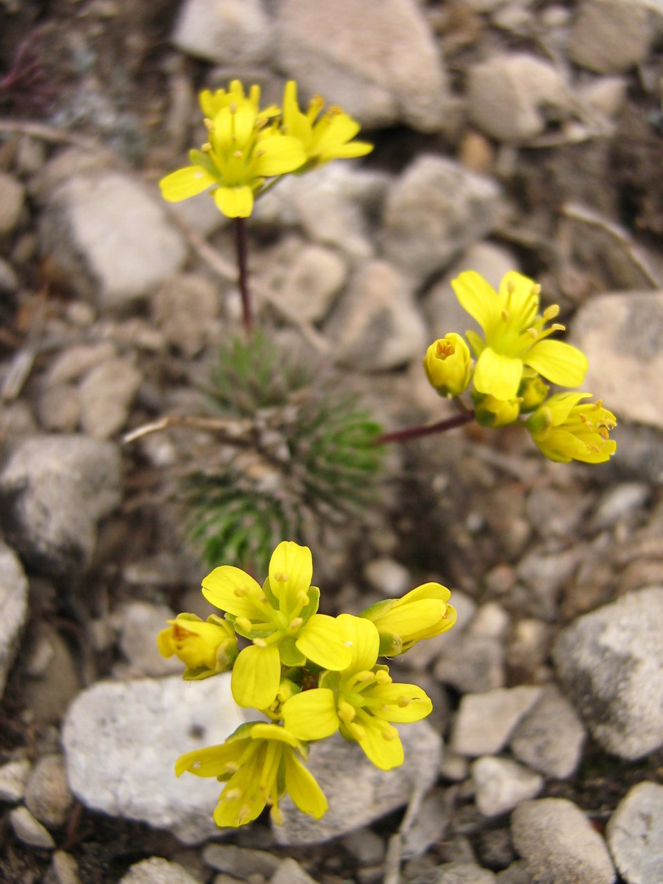 Image of Draba lasiocarpa specimen.