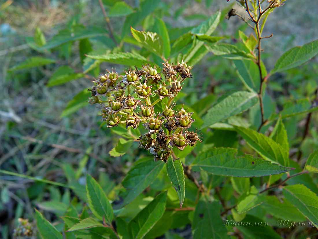 Image of Spiraea japonica specimen.
