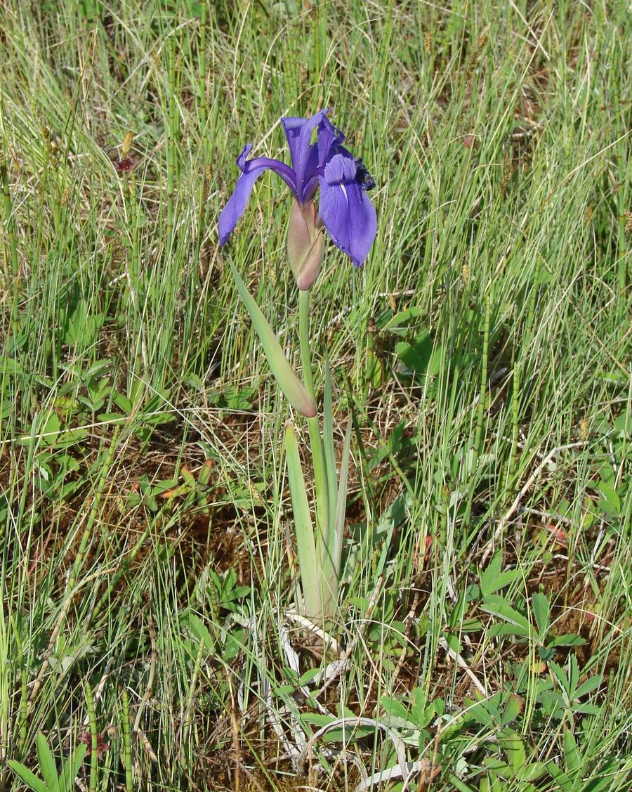 Изображение особи Iris laevigata.