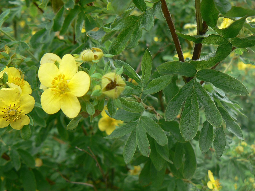 Image of Dasiphora × friedrichsenii specimen.