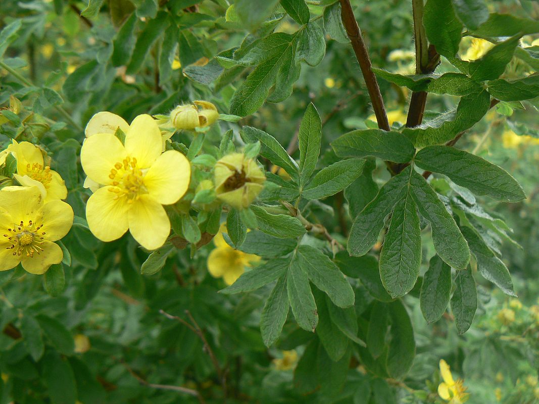 Изображение особи Dasiphora &times; friedrichsenii.