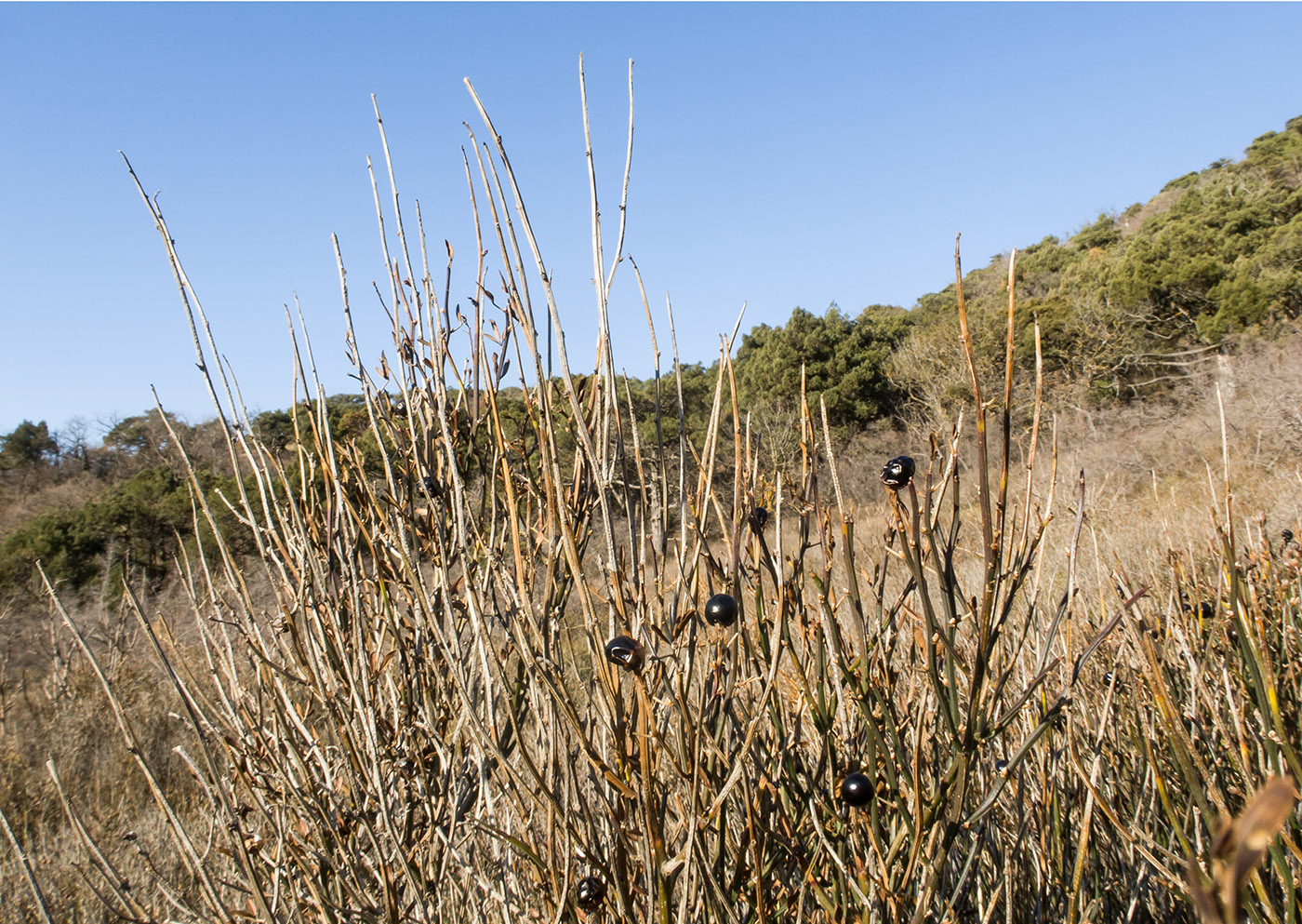 Image of Jasminum fruticans specimen.