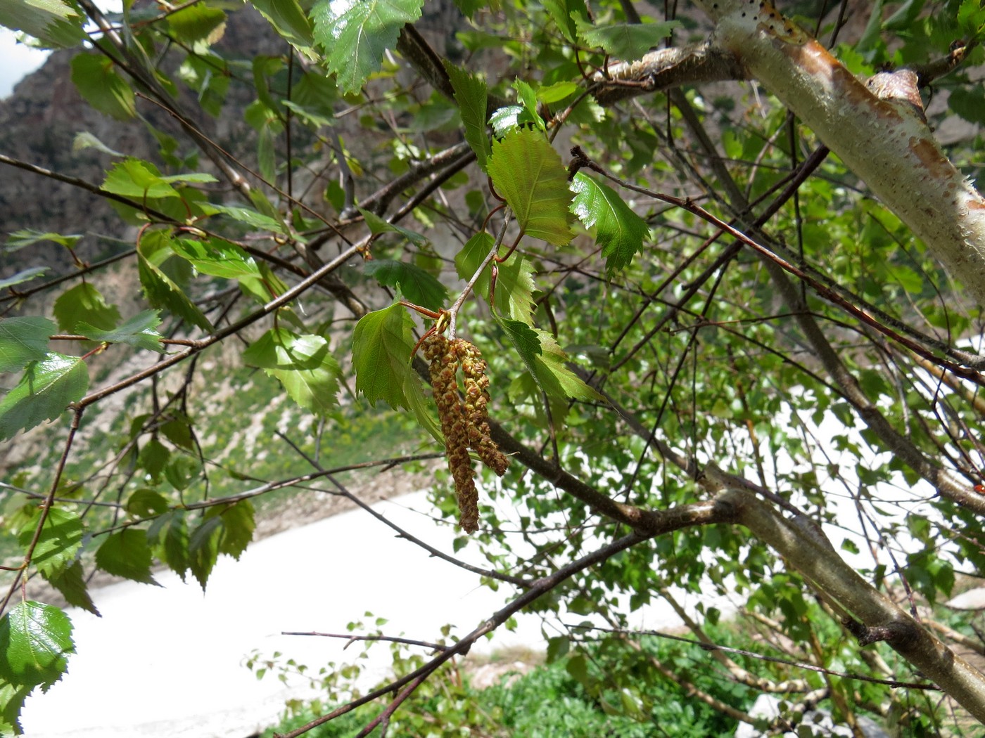 Изображение особи Betula tianschanica.