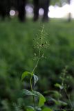 Scrophularia nodosa