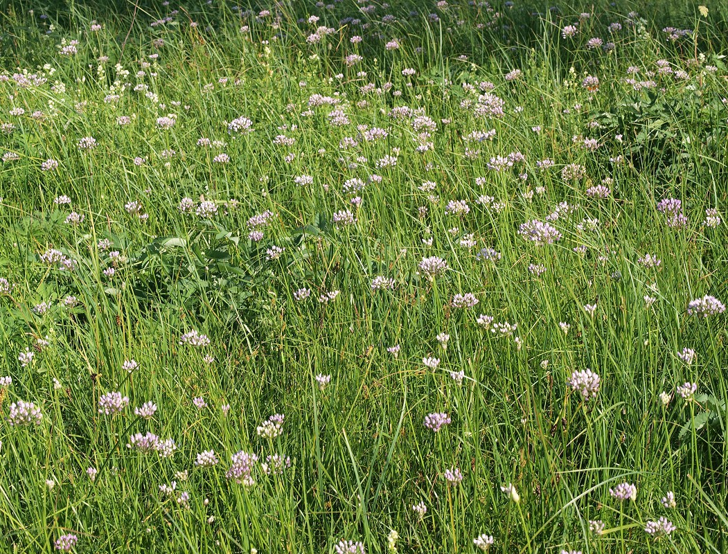 Изображение особи Allium angulosum.