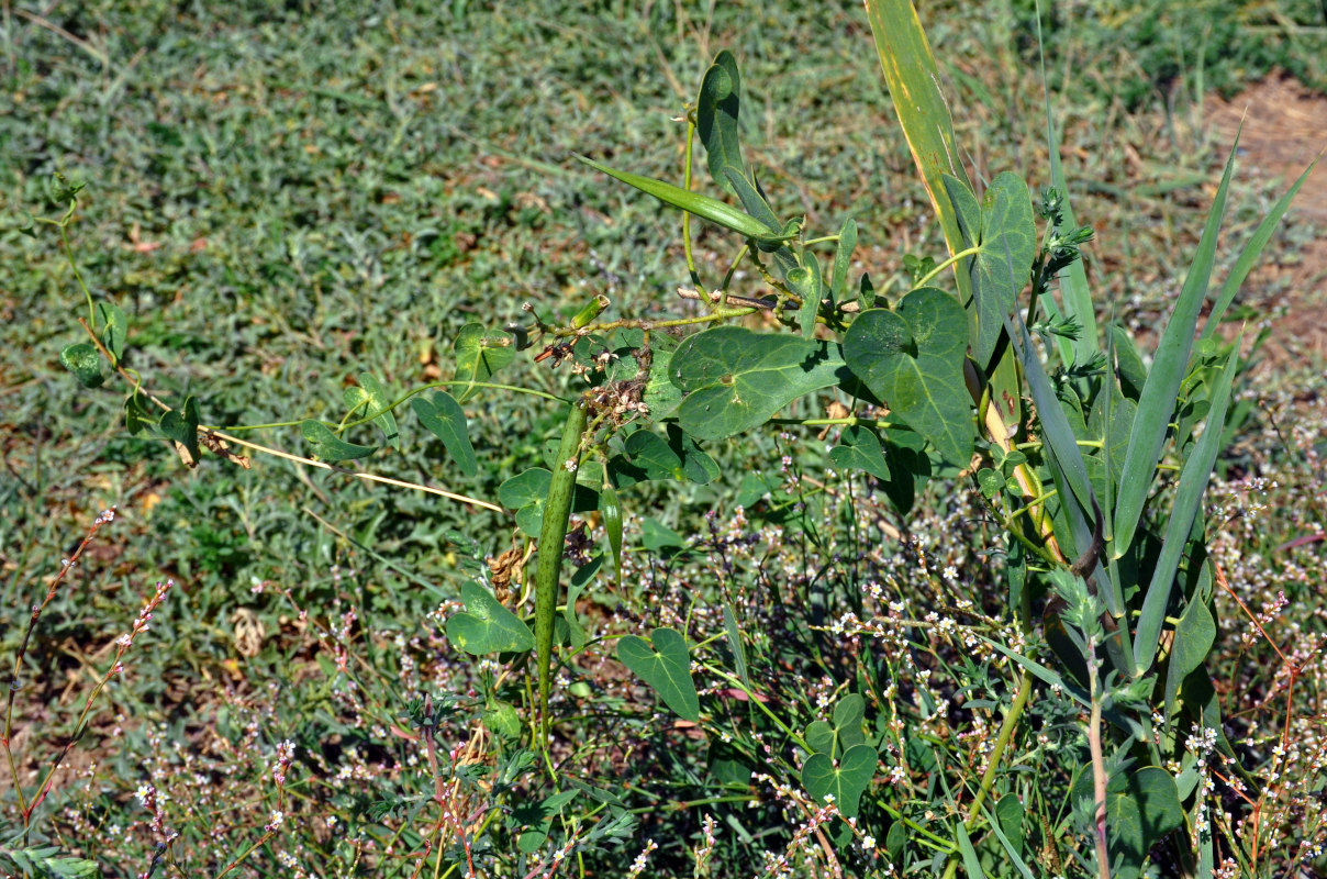 Image of Cynanchum acutum specimen.