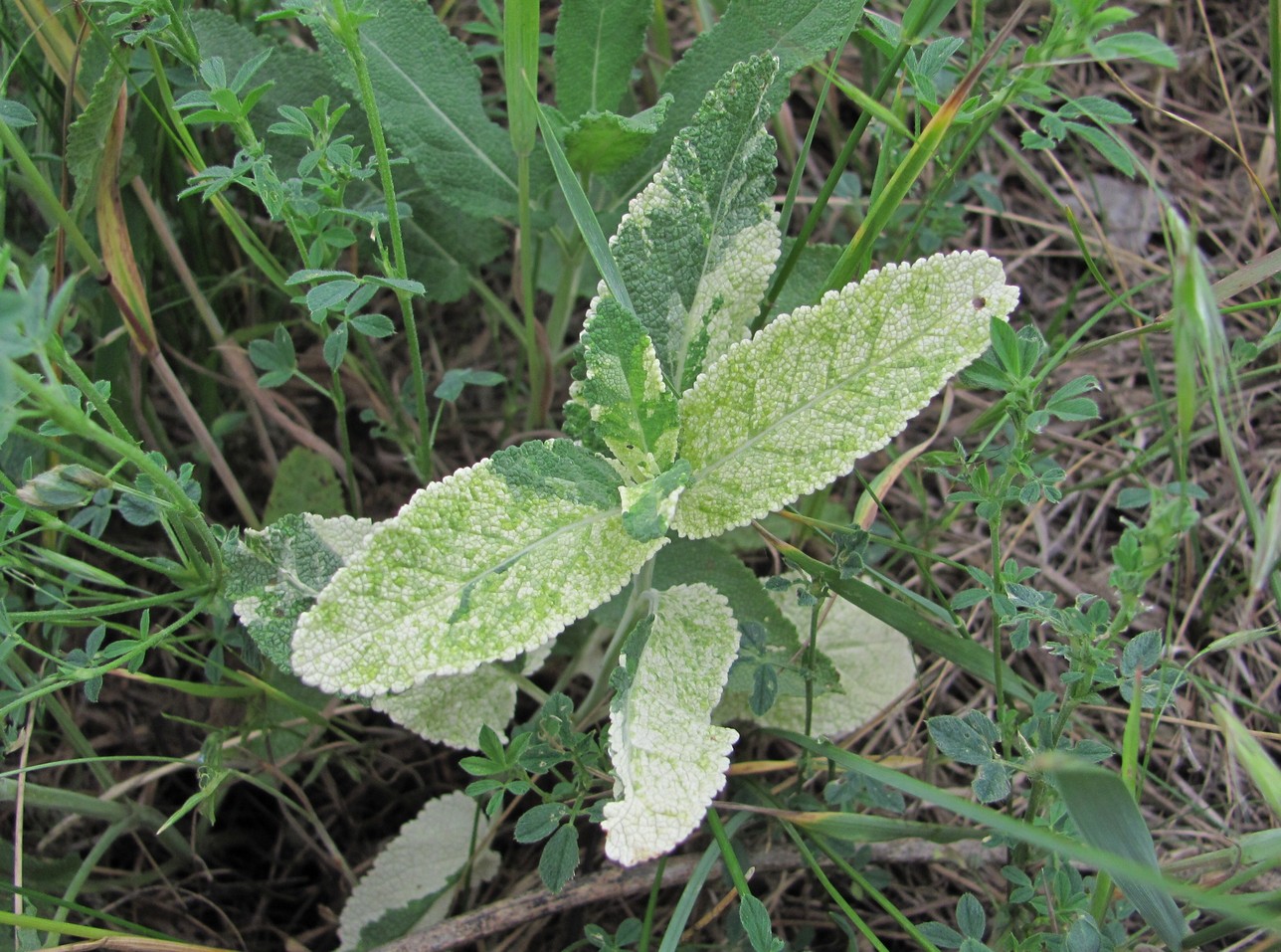 Image of Salvia tesquicola specimen.