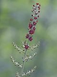 Veratrum maackii