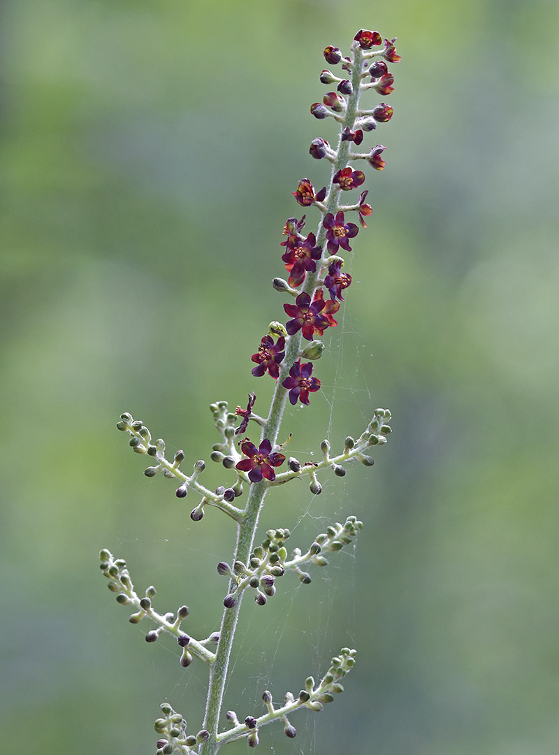 Изображение особи Veratrum maackii.