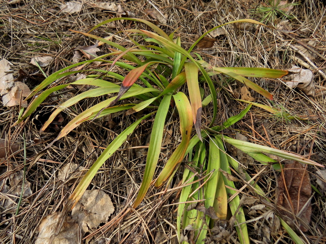 Image of Luzula pilosa specimen.