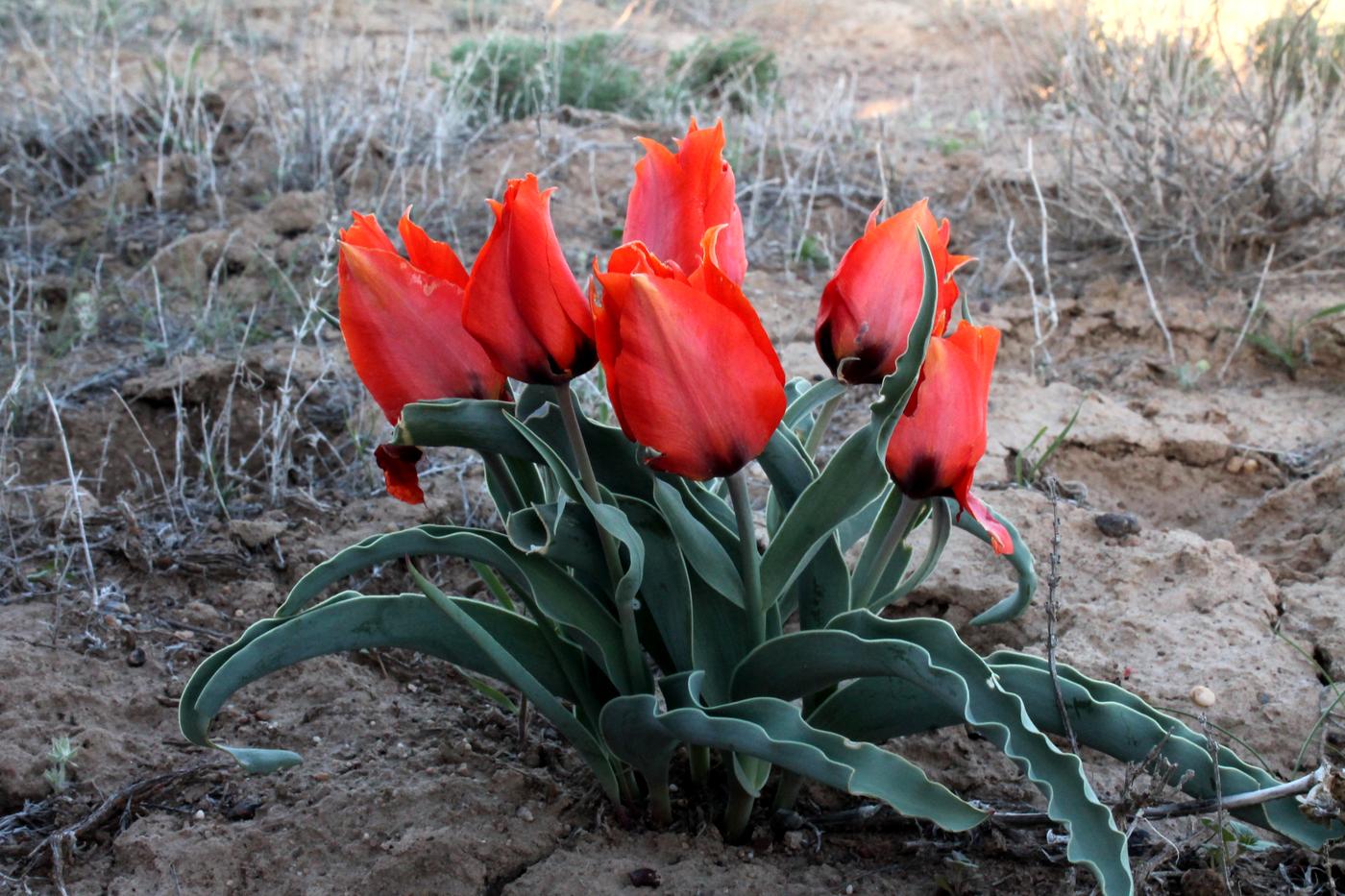 Image of Tulipa borszczowii specimen.