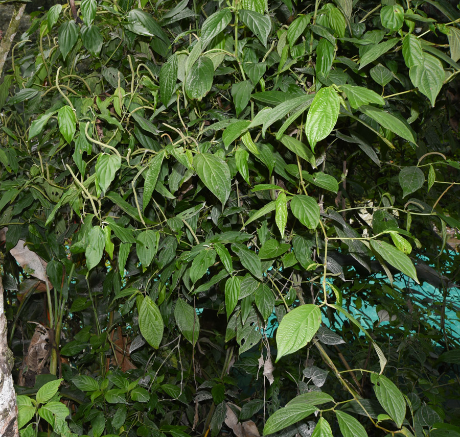 Image of genus Piper specimen.