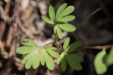 Corydalis caucasica. Лист. Краснодарский край, м/о г. Новороссийск, южный склон Маркотхского хребта, дубово-буковый лес. 02.05.2021.