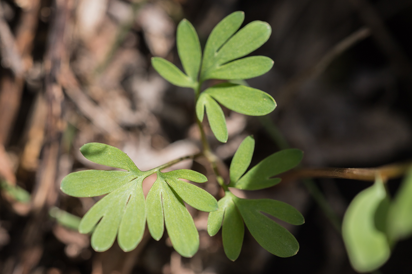 Image of Corydalis caucasica specimen.