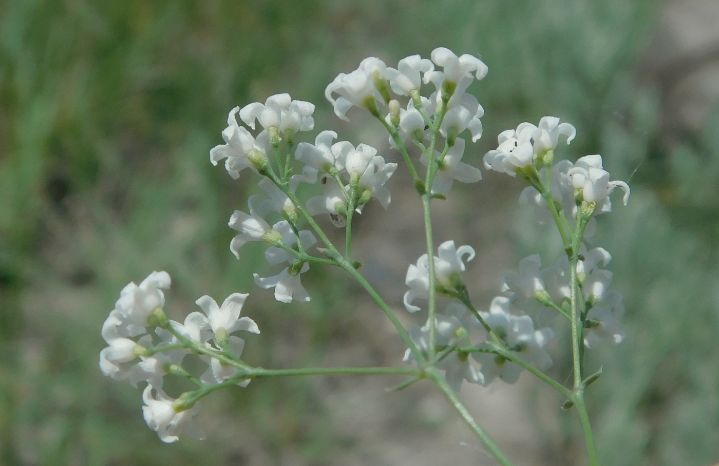 Изображение особи Galium octonarium.