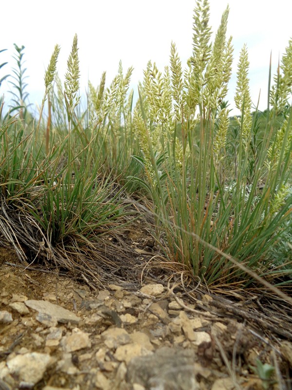 Image of Koeleria macrantha specimen.