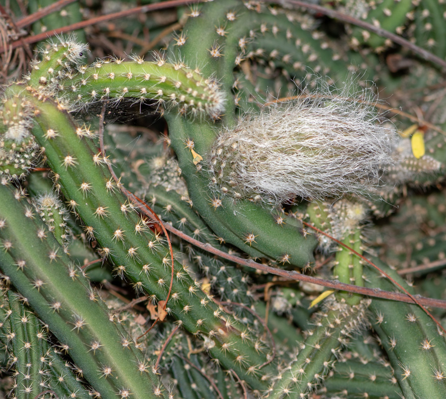 Изображение особи семейство Cactaceae.