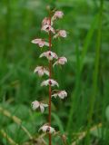 Pyrola incarnata