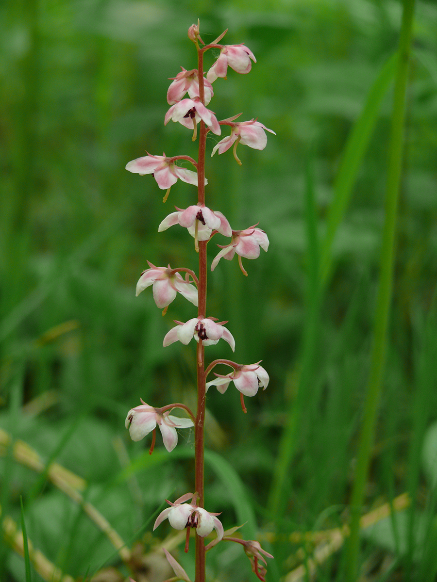 Image of Pyrola incarnata specimen.