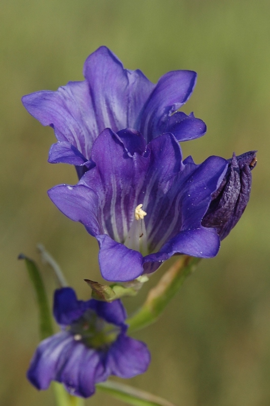 Image of Gentiana decumbens specimen.