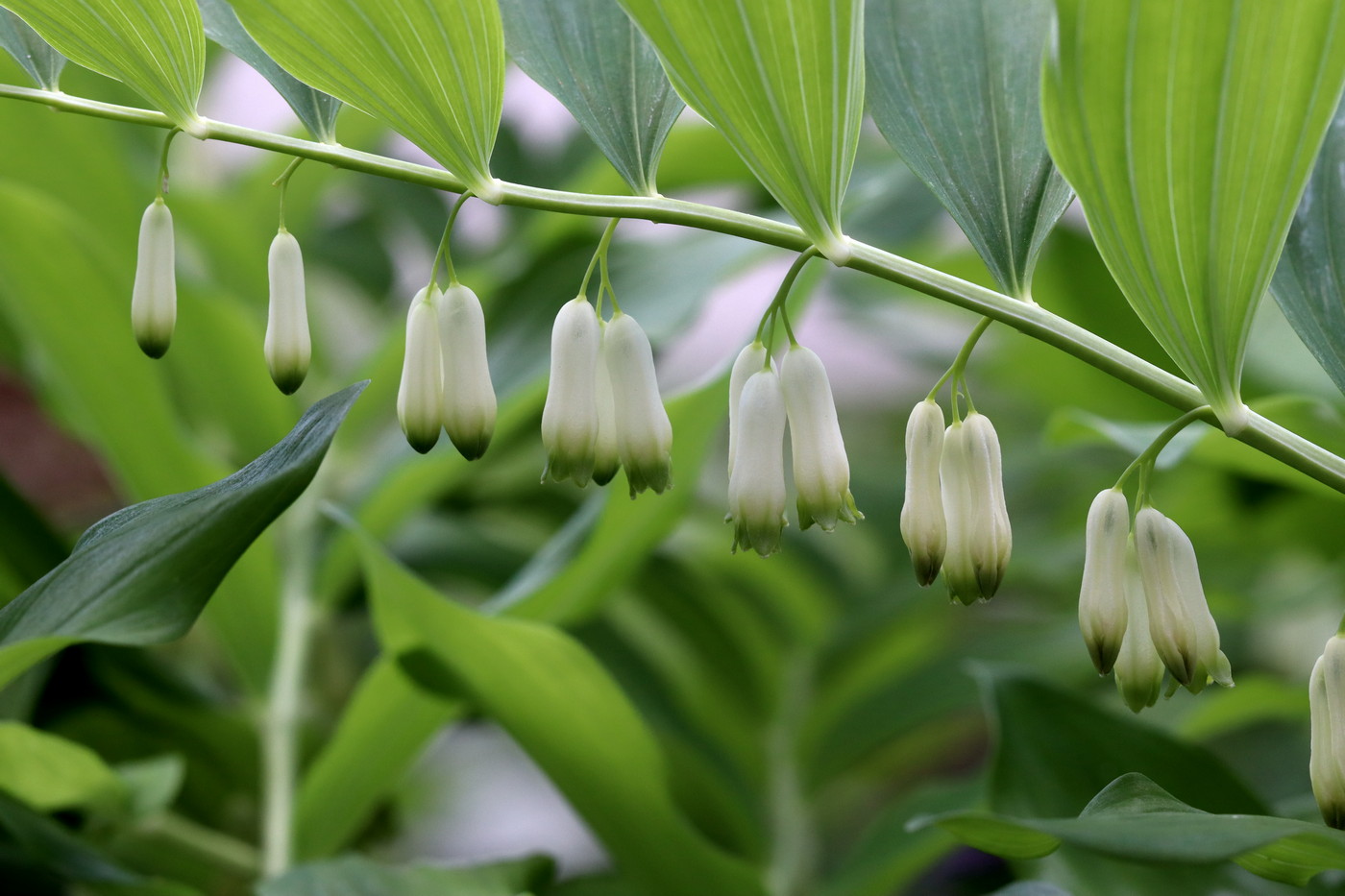 Image of Polygonatum multiflorum specimen.