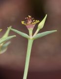 Euphorbia monteiroi
