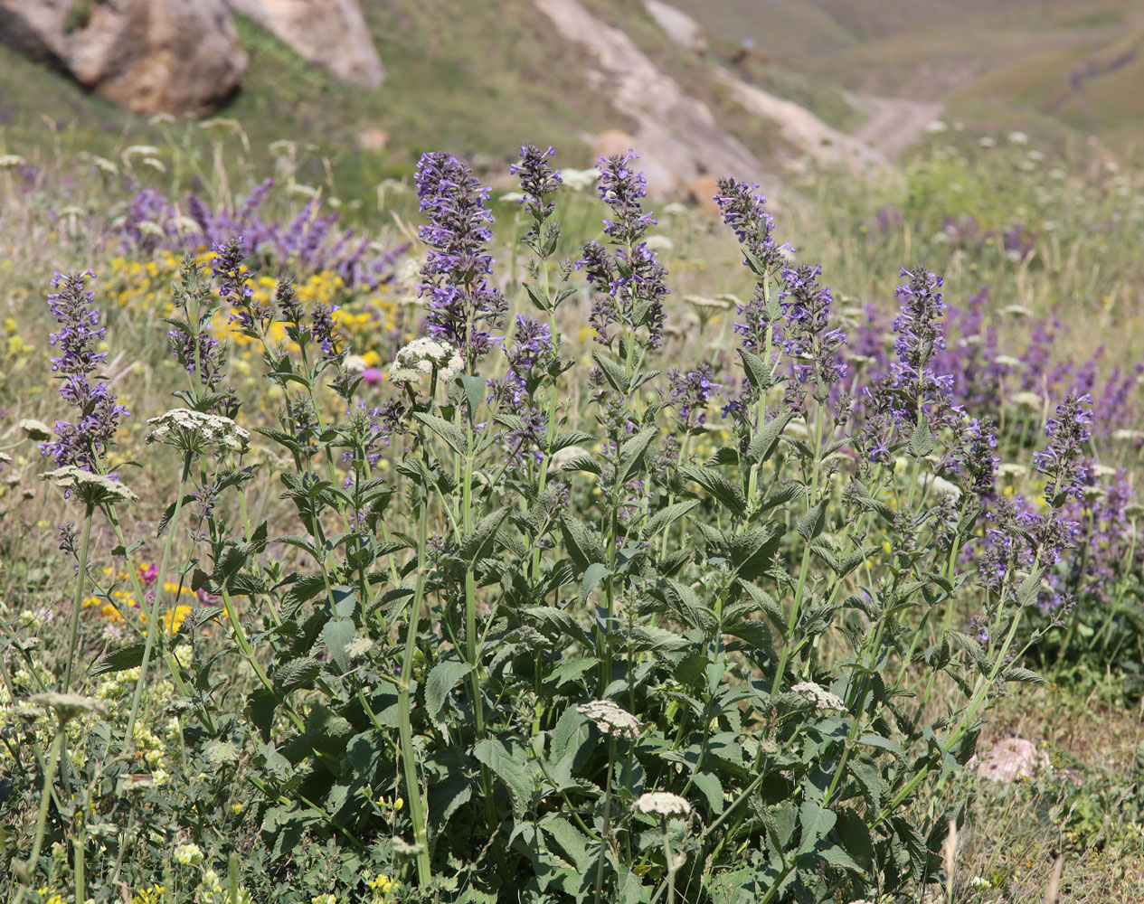 Image of Nepeta grandiflora specimen.