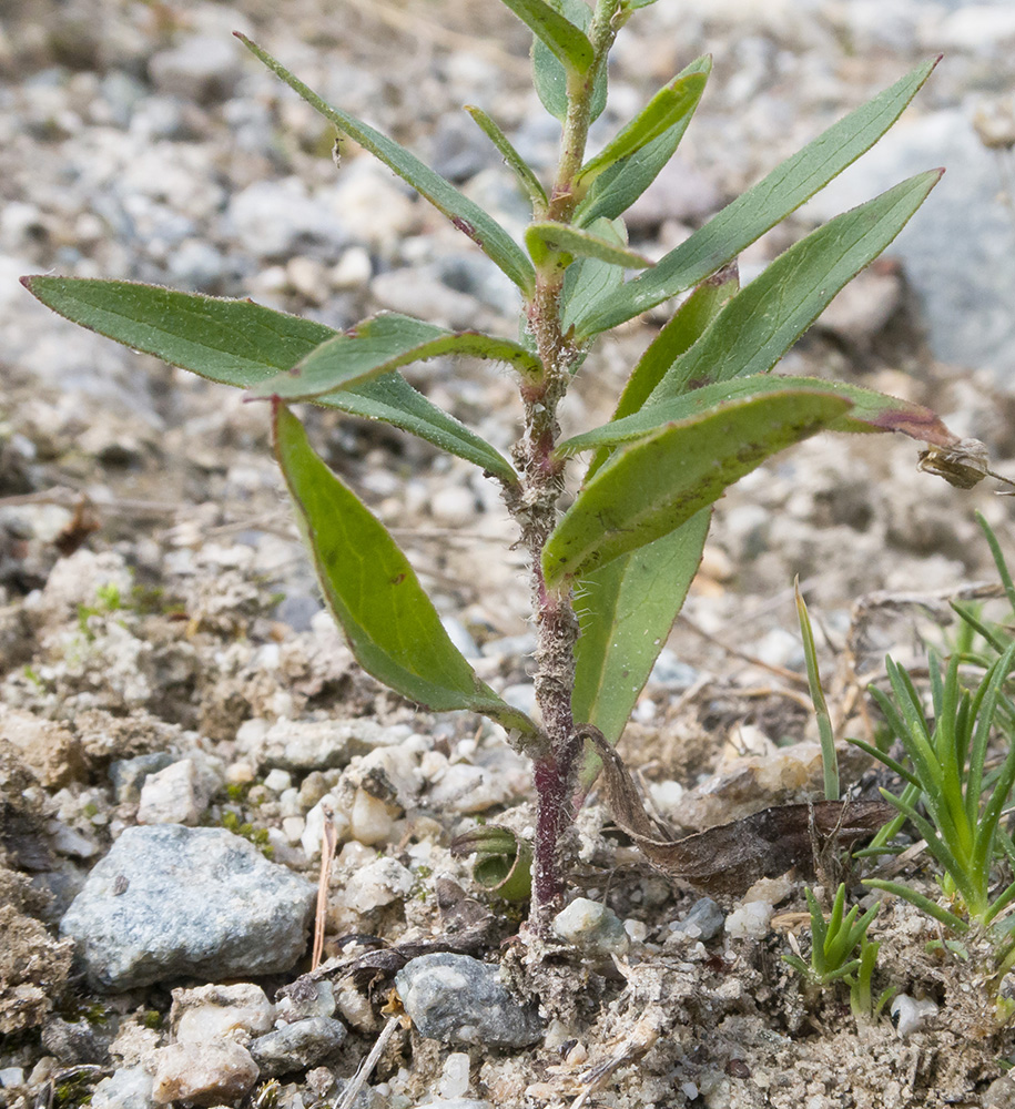 Изображение особи род Hieracium.