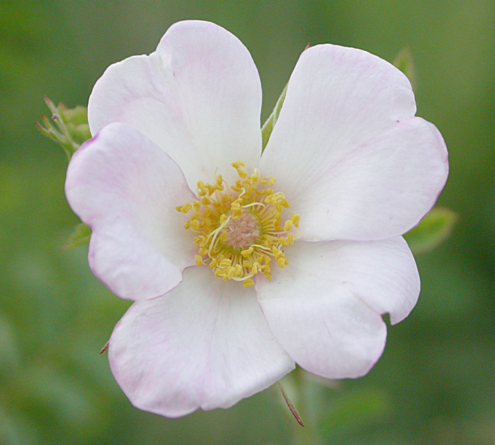 Image of Rosa beggeriana specimen.