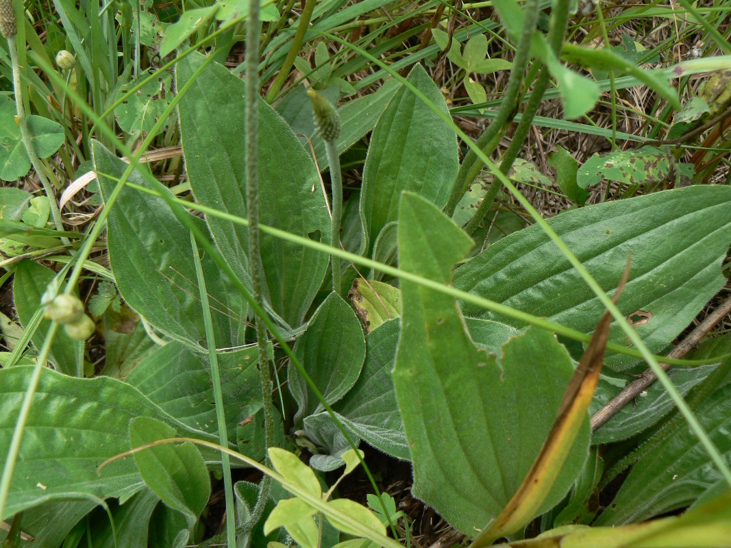 Image of Plantago media specimen.