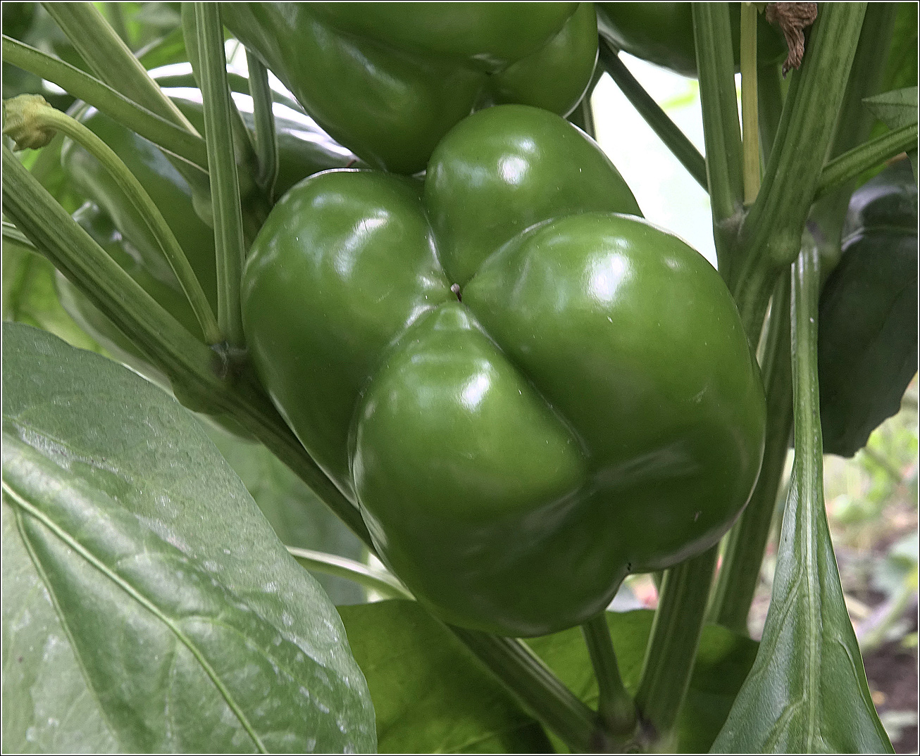 Изображение особи Capsicum annuum.