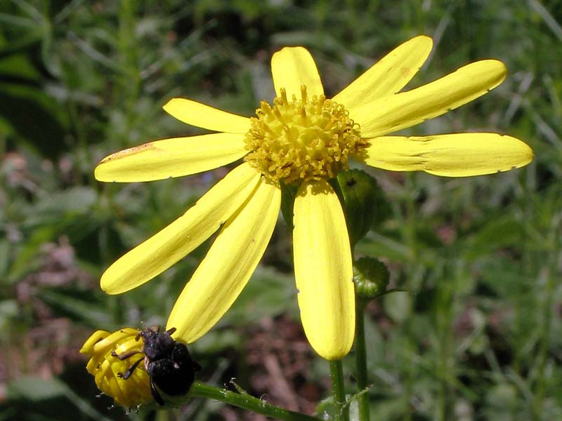 Изображение особи Senecio vernalis.