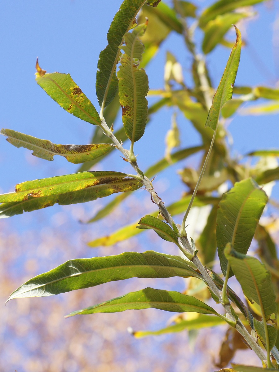 Image of Salix gmelinii specimen.