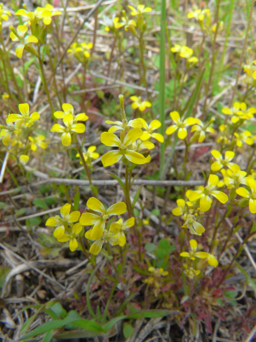 Image of Erysimum repandum specimen.