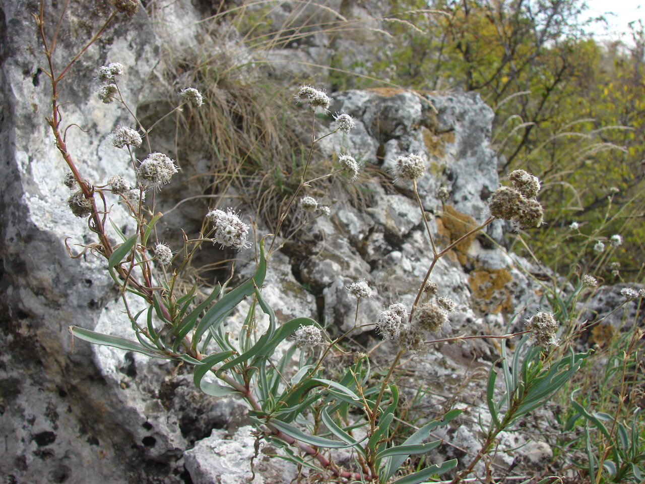 Image of Gypsophila pallasii specimen.