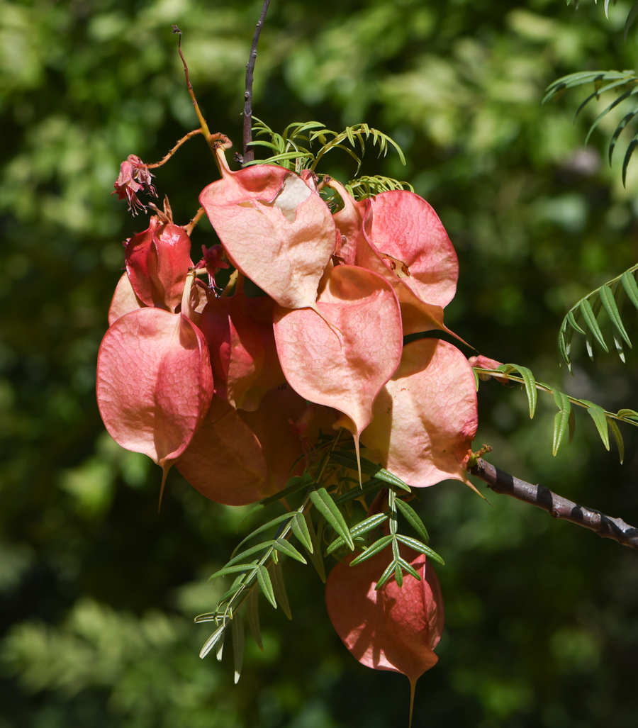 Изображение особи Erythrophysa transvaalensis.