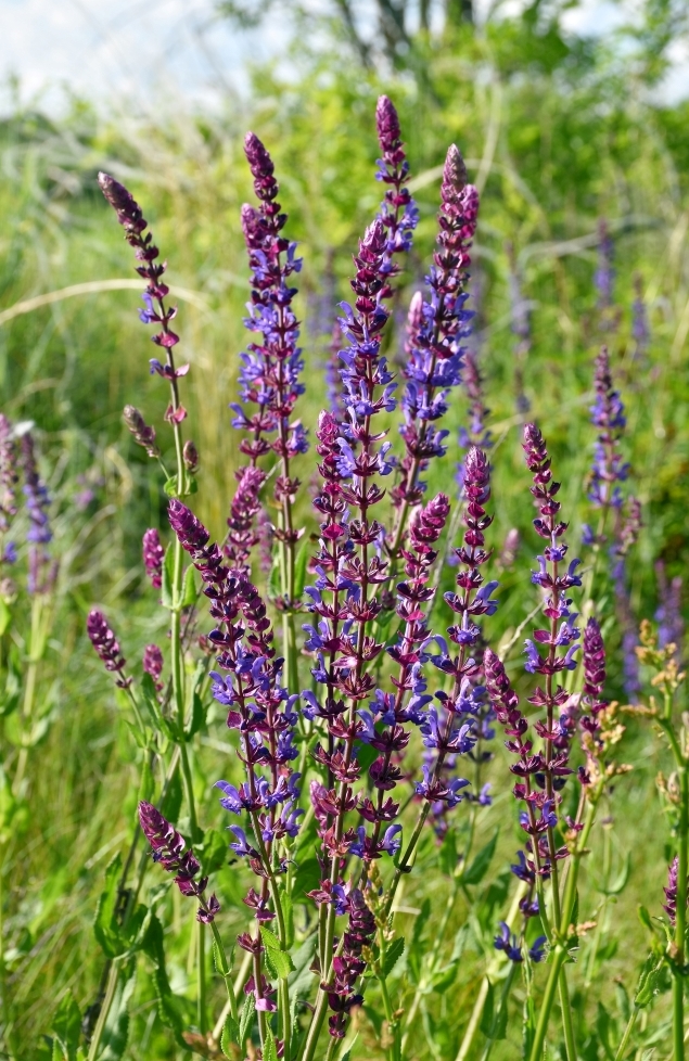 Изображение особи Salvia tesquicola.