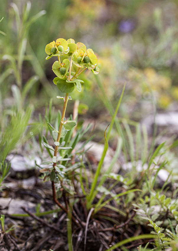 Image of Euphorbia petrophila specimen.