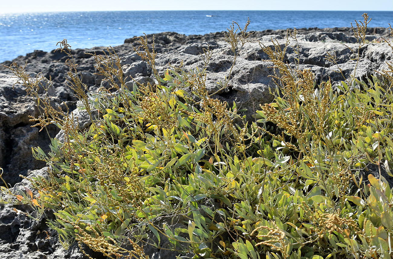 Image of Halimione verrucifera specimen.