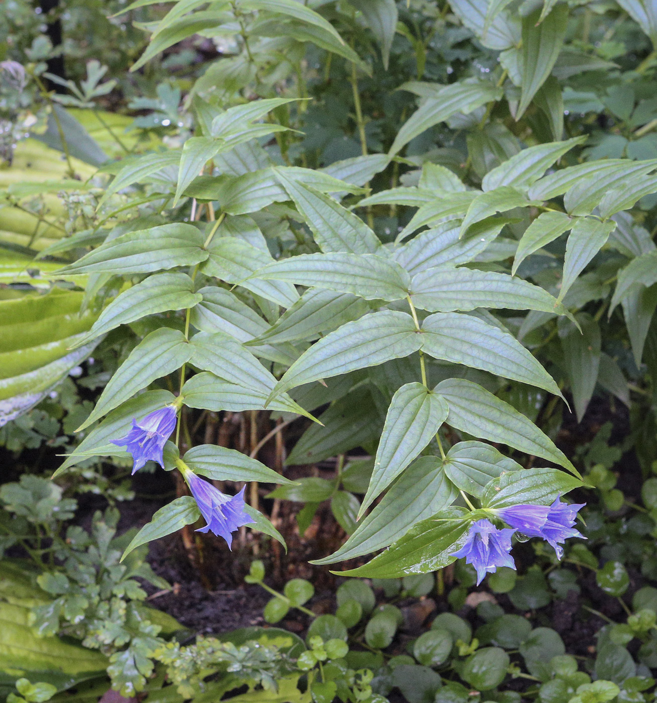 Image of Gentiana asclepiadea specimen.